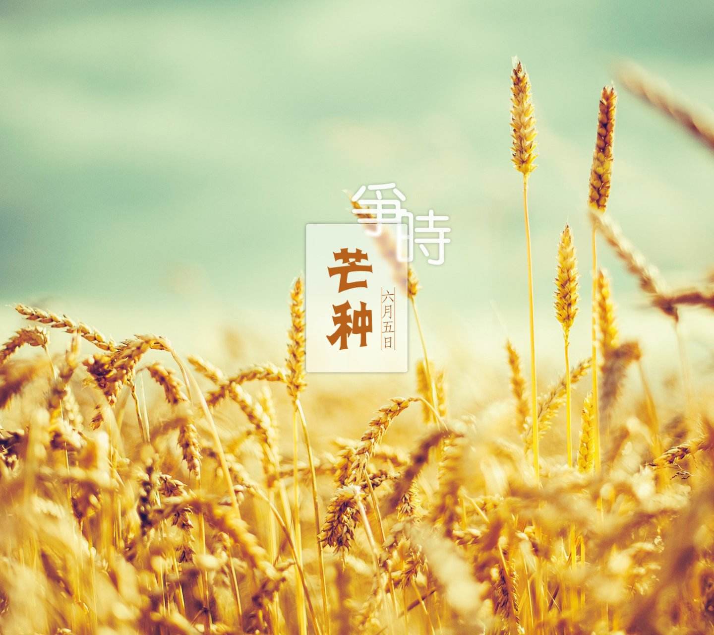 学习有理丨芒种教给我们的大智慧,你知道多少